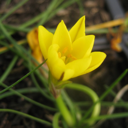 Nothoscordum sellowianum